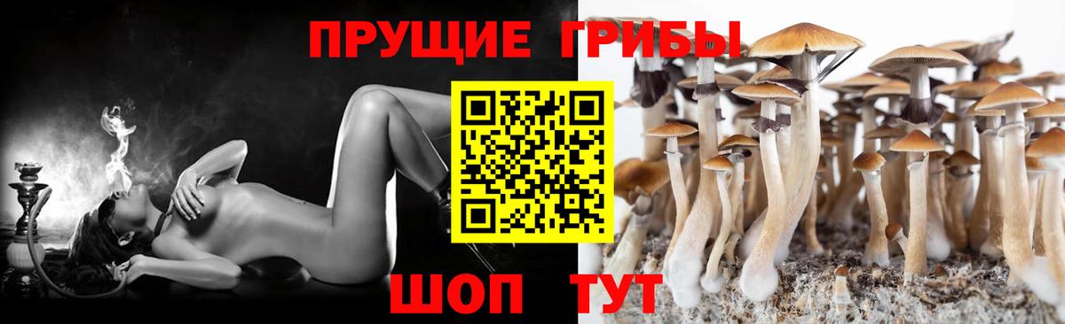 купить наркоту  Псилоцибиновые грибы Magic Shrooms  Карачаевск  Вход с VPN  Галлюциногенные грибы Magic Shrooms 